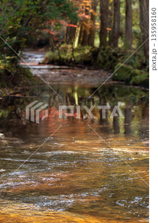 岳切渓谷　紅葉 135958160