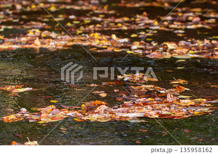 岳切渓谷 紅葉 岳切渓谷 紅葉 135958162