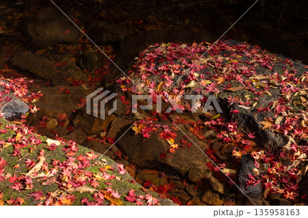 岳切渓谷　紅葉 135958163