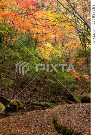 岳切渓谷　紅葉 135958165