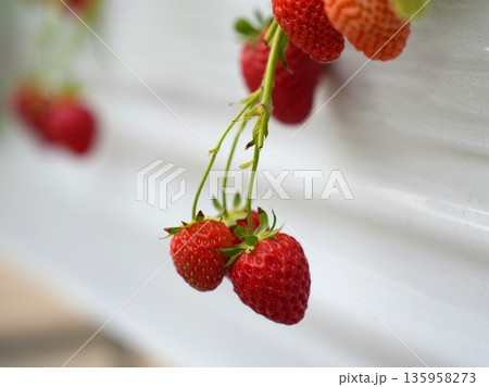 Red Strawberries Growing in Modern Hydroponic Greenhouse Farm System Red Strawberries Growing in Modern Hydroponic Greenhouse Farm System 135958273