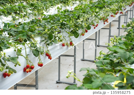 Red Strawberries Growing in Modern Hydroponic Greenhouse Farm System Red Strawberries Growing in Modern Hydroponic Greenhouse Farm System 135958275