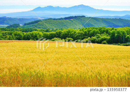 就実の丘の麦畑と大雪山連峰 135958377