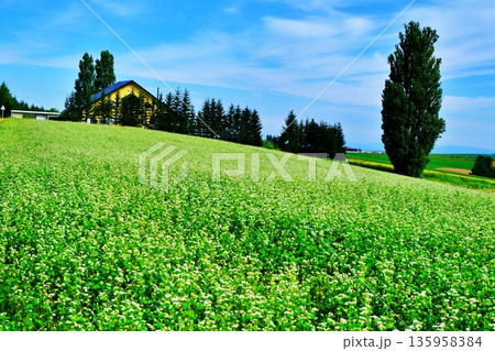 北海道美瑛町　ケンとメリーの木 135958384