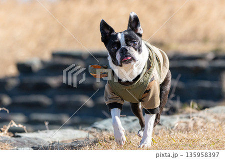 ボストン・テリア 135958397