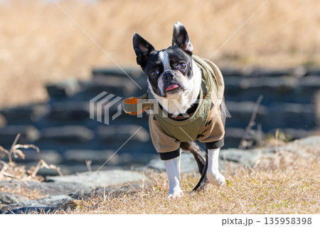 ボストン・テリア 135958398