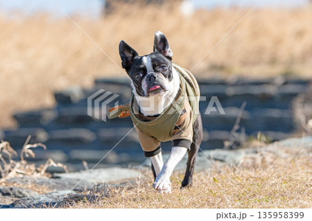 ボストン・テリア 135958399