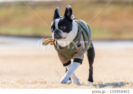 ボストン・テリア 135958401