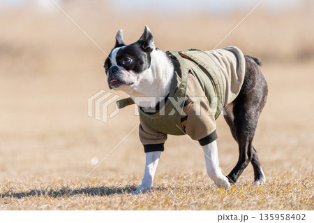 ボストン・テリア 135958402