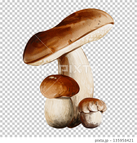 Edible mushrooms. Forest harvest. Aspen mushrooms and porcini mushrooms of various sizes. Finished composition. Watercolor illustration. Hand-drawn. High quality illustration 135958421