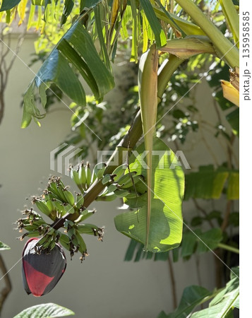 Banana plant with hanging flower in tropical garden showcasing lush green leaves 135958585