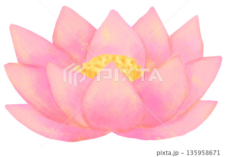蓮の花のイラスト 135958671