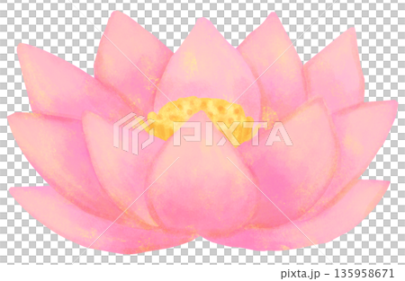 蓮の花のイラスト 135958671