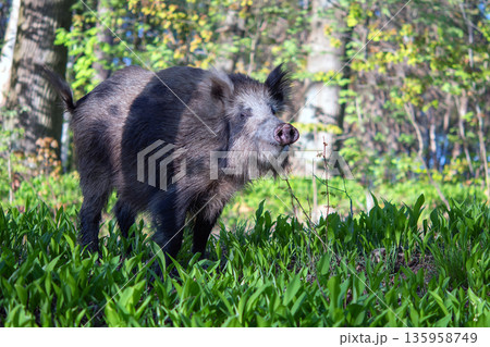 wild boar 135958749