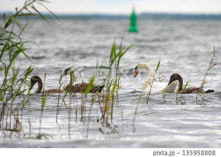family of swans family of swans 135958808