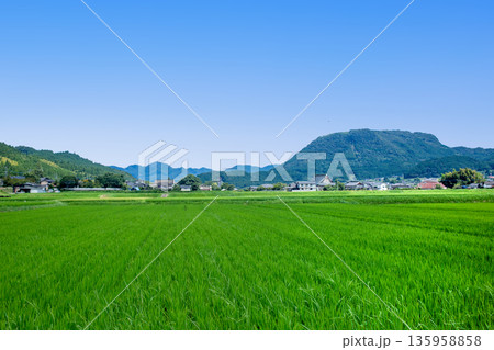 玖珠盆地の水田と万年山 135958858