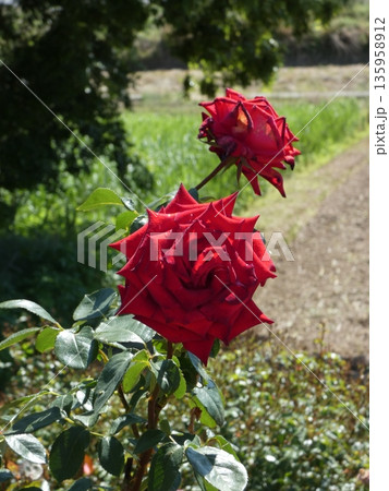 長野県坂城町のさかき千曲川バラ公園は山々に囲まれた千曲川のほとりに素晴らしいバラ公園があります。 135958912