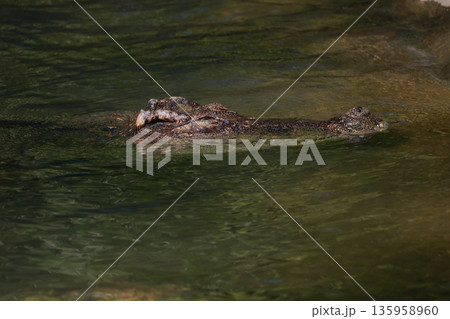 The crocodile is show head in the river The crocodile is show head in the river 135958960