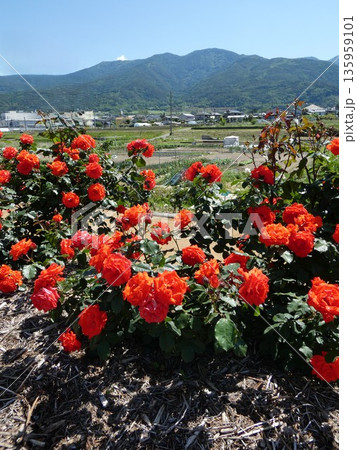 長野県坂城町のさかき千曲川バラ公園は山々に囲まれた千曲川のほとりに素晴らしいバラ公園があります。 135959101
