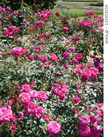 長野県坂城町のさかき千曲川バラ公園は山々に囲まれた千曲川のほとりに素晴らしいバラ公園があります。 135959150