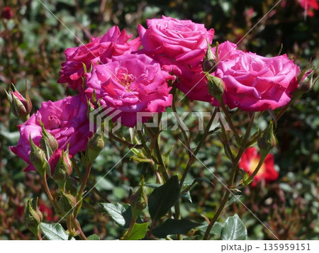 長野県坂城町のさかき千曲川バラ公園は山々に囲まれた千曲川のほとりに素晴らしいバラ公園があります。 135959151