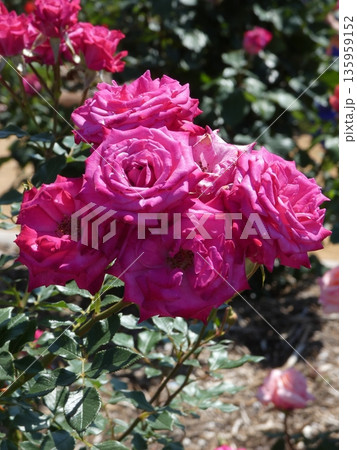 長野県坂城町のさかき千曲川バラ公園は山々に囲まれた千曲川のほとりに素晴らしいバラ公園があります。 135959152