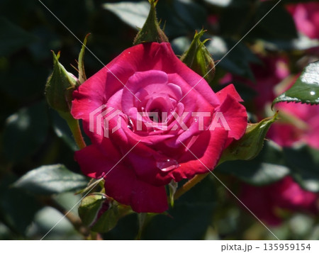 長野県坂城町のさかき千曲川バラ公園は山々に囲まれた千曲川のほとりに素晴らしいバラ公園があります。 135959154