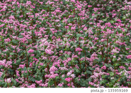 Red buckwheat flowers on the field. Blooming buckwheat. Buckwheat field on a summer sunny day. Red buckwheat flowers on the field. Blooming buckwheat. Buckwheat field on a summer sunny day. 135959169