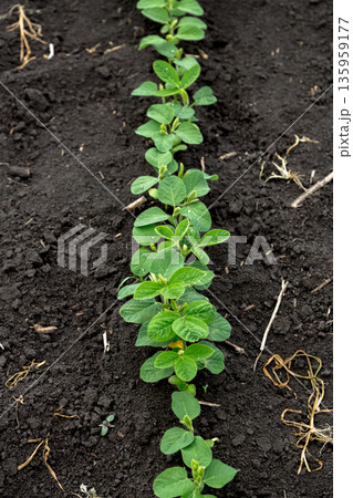 Fresh green soy plants on the field in spring. Rows of young soybean plants Fresh green soy plants on the field in spring. Rows of young soybean plants 135959177