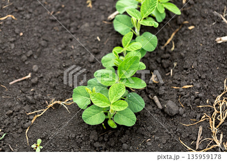 Fresh green soy plants on the field in spring. Rows of young soybean plants Fresh green soy plants on the field in spring. Rows of young soybean plants 135959178