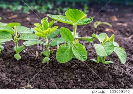 Fresh green soy plants on the field in spring. Rows of young soybean plants  135959179