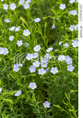 Flax blooms. Green flax field in summer Sunny day. Agriculture, the cultivation of flax. Flax blooms. Green flax field in summer Sunny day. Agriculture, the cultivation of flax. 135959187