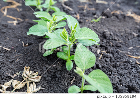 Fresh green soy plants on the field in spring. Rows of young soybean plants  135959194