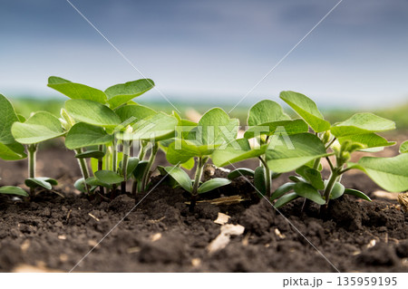 Fresh green soy plants on the field in spring. Rows of young soybean plants  135959195