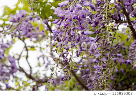 美しく垂れ下がる紫色の藤の花 美しく垂れ下がる紫色の藤の花 135959308
