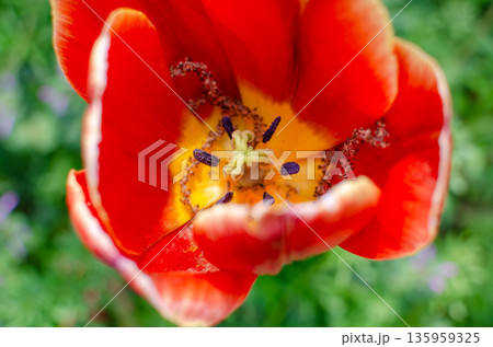 真っ赤なチューリップの花の中の世界 真っ赤なチューリップの花の中の世界 135959325