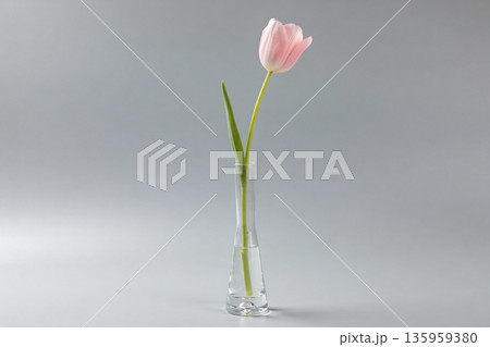 Single delicate pink tulip in a minimalist glass vase against a soft grey background 135959380
