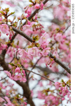 満開に近い河津桜のピンク色の花びら 満開に近い河津桜のピンク色の花びら 135959385