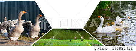 Domestic Goose and Duck Farm Life Collage Domestic Goose and Duck Farm Life Collage 135959412