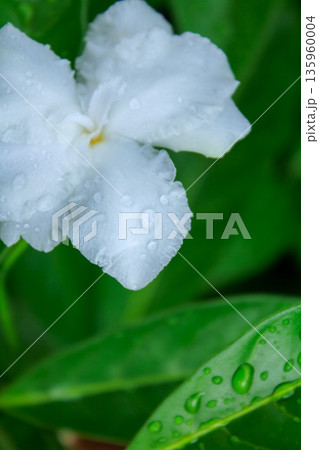 Close-up of the white flower with water drops in the garden. White jasmine with green leaves background. Nature and flower. 135960004