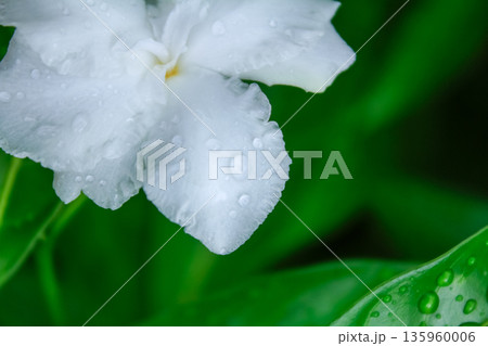 Close-up of the white flower with water drops in the garden. White jasmine with green leaves background. Nature and flower. Close-up of the white flower with water drops in the garden. White jasmine with green leaves background. Nature and flower. 135960006
