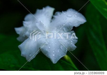 Close-up of the white flower with water drops in the garden. White jasmine with green leaves background. Nature and flower. Close-up of the white flower with water drops in the garden. White jasmine with green leaves background. Nature and flower. 135960009
