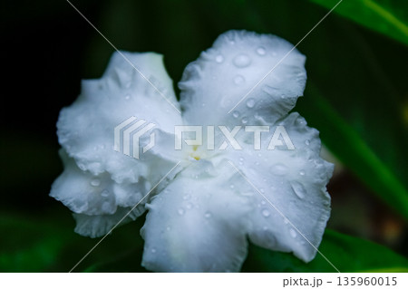 Close-up of the white flower with water drops in the garden. White jasmine with green leaves background. Nature and flower. 135960015