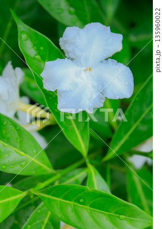 Close-up of the white flower with water drops in the garden. White jasmine with green leaves background. Nature and flower. Close-up of the white flower with water drops in the garden. White jasmine with green leaves background. Nature and flower. 135960022