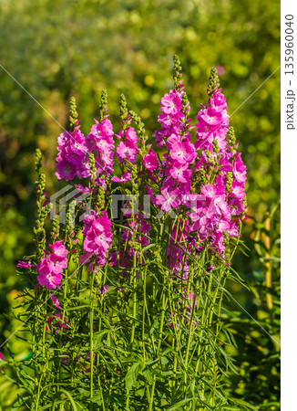sidalcea perennials summer flowers plants sidalcea perennials summer flowers plants 135960040