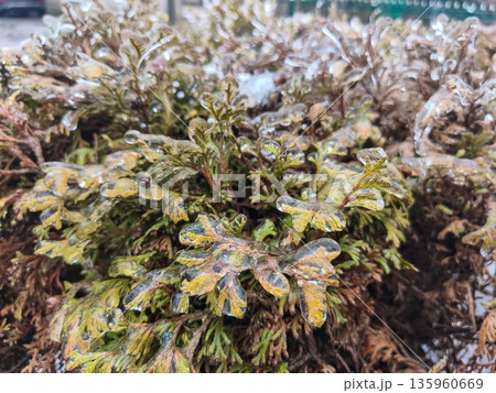 Frost-covered green shrub with ice crystals clinging to leaves, highlighting frozen vegetation textures and winter weather impact on plants outdoors. Frost-covered green shrub with ice crystals clinging to leaves, highlighting frozen vegetation textures and winter weather impact on plants outdoors. 135960669