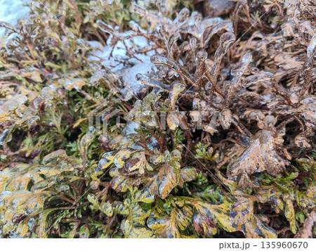 Frost covered evergreen shrub with ice coating on brown foliage showing winters chill, frozen moisture clinging to branches and textured outdoor botanical detail. 135960670