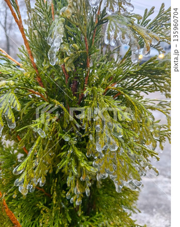 Tall evergreen shrub covered with thick ice glaze after winter storm, its branches drooping under heavy frozen load in a cold outdoor environment. 135960704