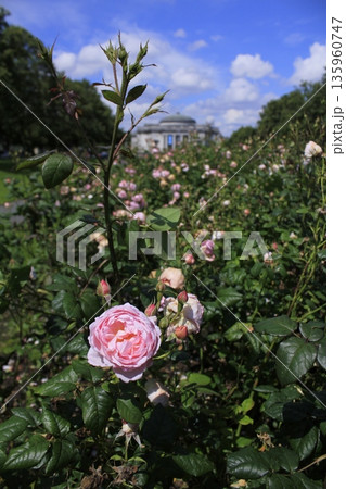 Close-up of the roses in the garden. Red roses in the garden. Nature and flower scene. Close-up of the roses in the garden. Red roses in the garden. Nature and flower scene. 135960747