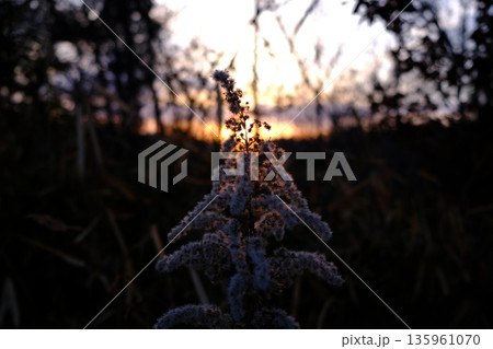 夕日と植物 夕日と植物 135961070